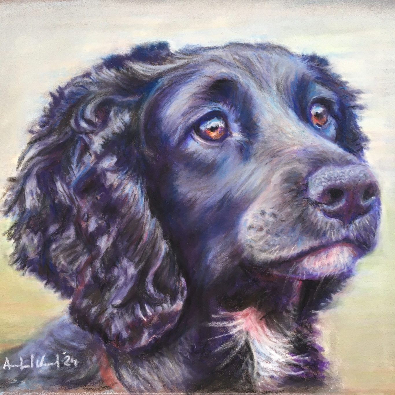 A soft pastel portrait of Evie, a black working cocker spaniel